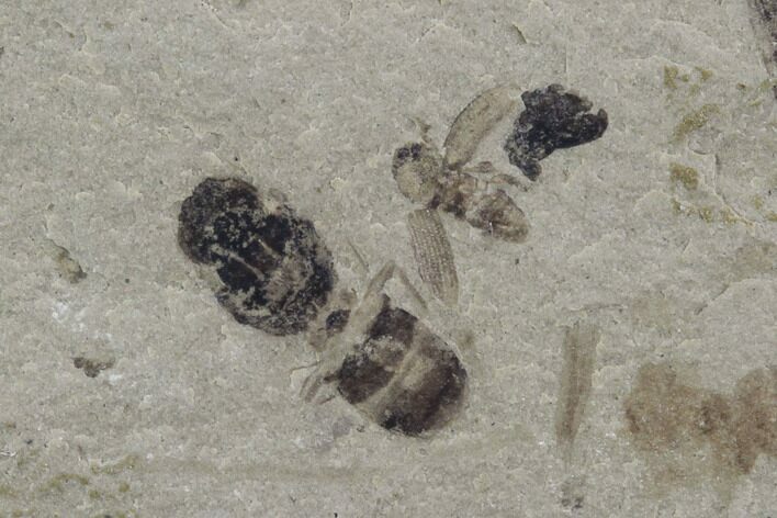 Fossil Fly & Beetle - Green River Formation, Utah #97395